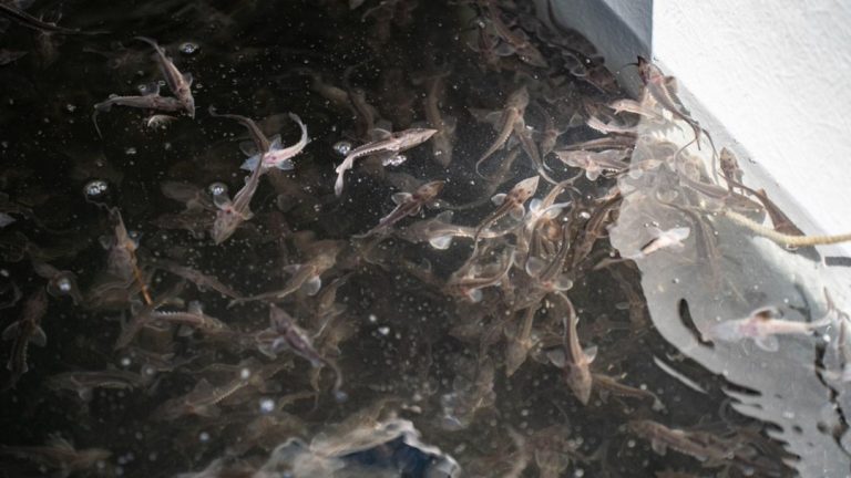 JWPvf7vSZ8wMx1MHEZ9hbIGVj0g-fG619IzRp3ExCsaQbIrsf1FYuQ_GFSCyfbAZFpAsI763Kcyyn0gaCTsitLXF