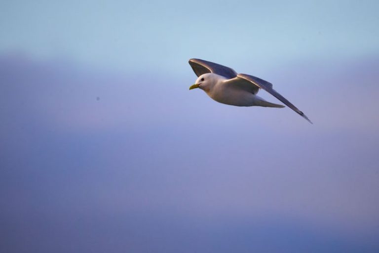 Icebreaker of Knowledge — 2025